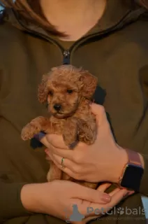 Photo №3. Mini Poodle, apricot color. Serbia