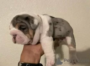 Photo №1. english bulldog - for sale in the city of Southport | 380$ | Announcement № 125632