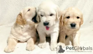 Photo №2 to announcement № 33129 for the sale of golden retriever - buy in Ukraine private announcement