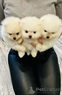 Photo №2 to announcement № 75749 for the sale of pomeranian - buy in Lithuania private announcement, breeder