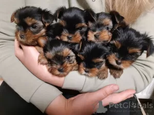 Photo №3. Yorkshire terrier puppies. Ukraine