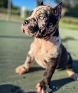 Photo №1. cane corso - for sale in the city of Tallinn | 581$ | Announcement № 119552