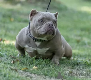 Additional photos: American micro bully puppies