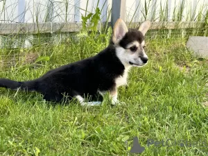 Photo №2 to announcement № 103888 for the sale of welsh corgi - buy in Italy private announcement