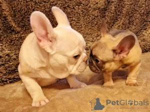 Photo №4. I will sell french bulldog in the city of Miami.  - price - 634$