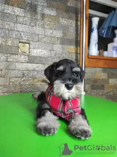 Additional photos: Miniature schnauzer puppies