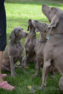 Additional photos: Weimaraner puppy