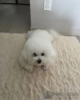 Photo №1. maltese dog - for sale in the city of Melbourne | 1500$ | Announcement № 92904