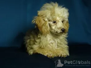 Additional photos: Awesome toy poodle girl, teacup in teddy style.