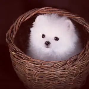 Additional photos: Puppies of German white spitz.