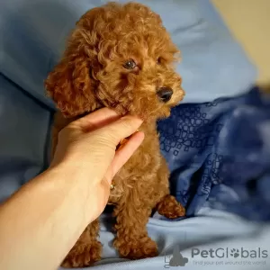 Photo №3. dorable toy poodle puppies for sale. Switzerland