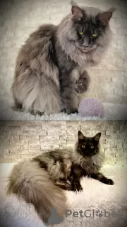 Additional photos: gorgeous maine coon kitties