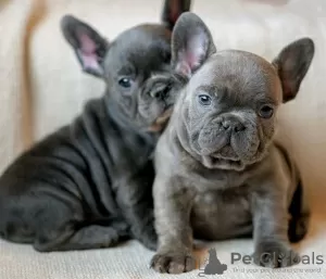 Photo №1. french bulldog - for sale in the city of Abu Dhabi | negotiated | Announcement № 47272