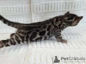 Photo №4. I will sell bengal cat in the city of Miass. from nursery, breeder - price - 1500$