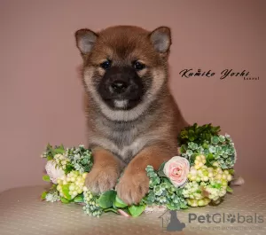 Photo №1. shiba inu - for sale in the city of Nizhny Novgorod | negotiated | Announcement № 10349