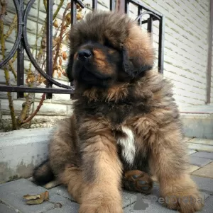 Additional photos: Tibetan Mastiff puppies