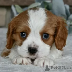 Photo №2 to announcement № 45808 for the sale of cavalier king charles spaniel - buy in United States private announcement