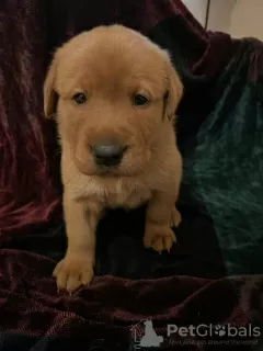 Photo №3. Labrador puppies. Saudi Arabia