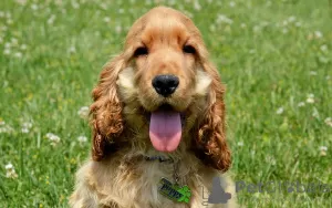 Photo №2 to announcement № 109102 for the sale of english cocker spaniel - buy in Germany private announcement