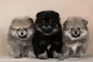 Photo №1. pomeranian - for sale in the city of Bellingham | 450$ | Announcement № 127571