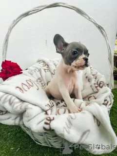 Additional photos: French bulldog puppies