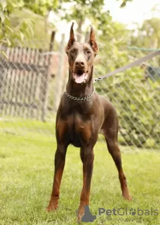 Photo №4. I will sell dobermann in the city of Belgrade. breeder - price - negotiated