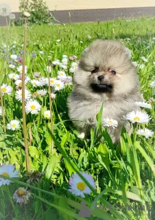 Photo №4. I will sell pomeranian in the city of Minsk. breeder - price - 226$