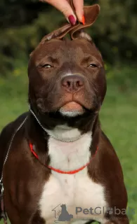 Photo №1. american pit bull terrier - for sale in the city of Sevastopol | negotiated | Announcement № 8509