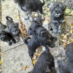 Additional photos: Miniature Schnauzer black and pepper-salt