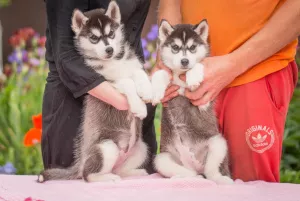 Additional photos: Puppies thoroughbred Siberian Husky