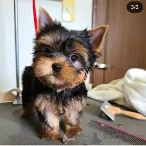 Photo №2 to announcement № 112297 for the sale of yorkshire terrier - buy in Bolivia private announcement