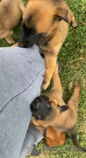 Additional photos: belgian shepherd puppies