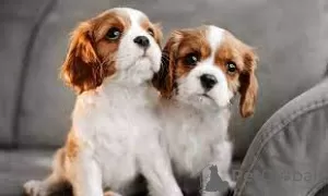 Photo №1. cavalier king charles spaniel - for sale in the city of Лентварис | 475$ | Announcement № 116176