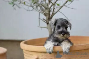 Additional photos: Miniature Schnauzer pepper and salt