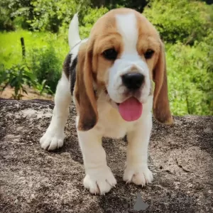 Photo №2 to announcement № 128334 for the sale of beagle - buy in Germany private announcement