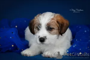 Photo №3. Jack Russell Terrier puppy. Russian Federation