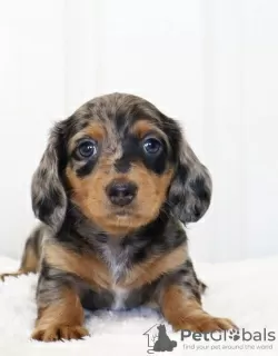 Photo №2 to announcement № 105231 for the sale of dachshund - buy in Germany breeder