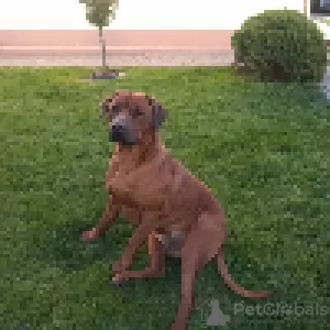 Photo №4. I will sell rhodesian ridgeback in the city of Janopol. breeder - price - 528$