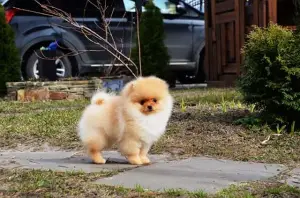 Photo №4. I will sell pomeranian in the city of Voronezh. from nursery - price - 779$