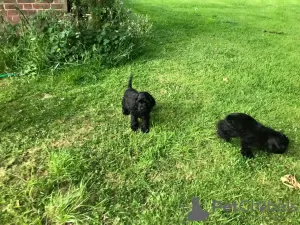 Photo №3. American cocker spaniels. New Zealand