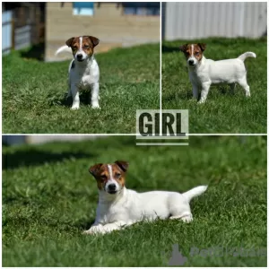 Additional photos: Puppies Jack Russell from the kennel