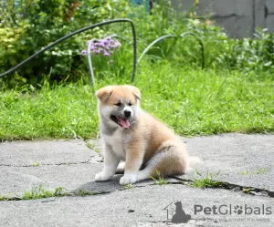 Additional photos: Akita inu puppies