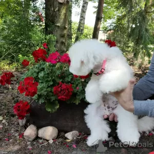 Additional photos: Bichon Frize puppies