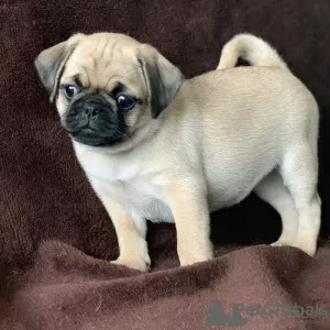 Photo №2 to announcement № 44887 for the sale of pug - buy in Lithuania private announcement