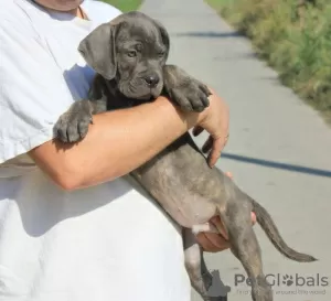 Additional photos: Cane Corso puppies for sale