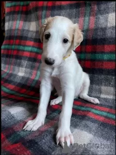 Additional photos: Russian Greyhound Borzoi - Puppies