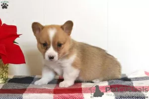 Photo №1. welsh corgi - for sale in the city of East Texas | 710$ | Announcement № 63529