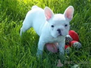 Additional photos: french bulldog puppies