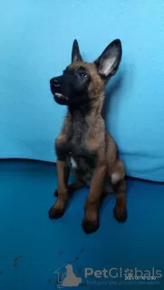 Photo №1. belgian shepherd - for sale in the city of Zaporizhia | 1000$ | Announcement № 8827