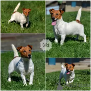 Additional photos: Puppies Jack Russell from the kennel